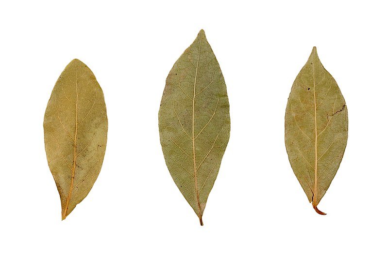 Cinnamomum tamala Cinnamomum tamala